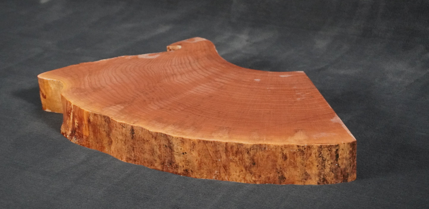 Maple Quarter round Live Edge Ikebana Stand 15